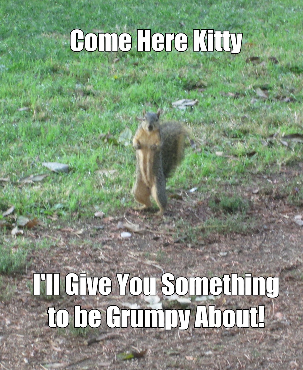 Come here kitty. I'll give you something to be grumpy about!