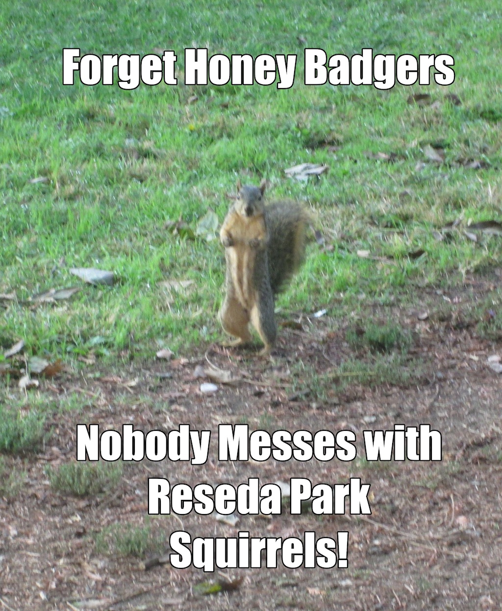 Forget honey badgers, nobody messes with Reseda Park squirrels!