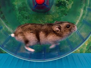 Hamster wheel (from Wikimedia Commons)